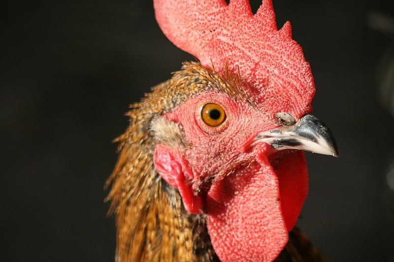 Pine-Scented Roast Chicken