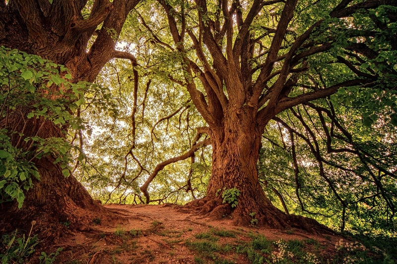 Enchanting Forest Decor